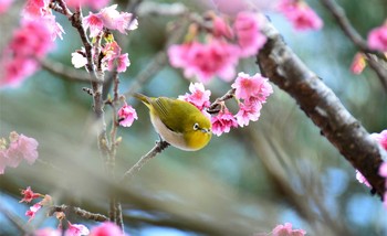 メジロ 名護城公園 2016年2月7日(日)