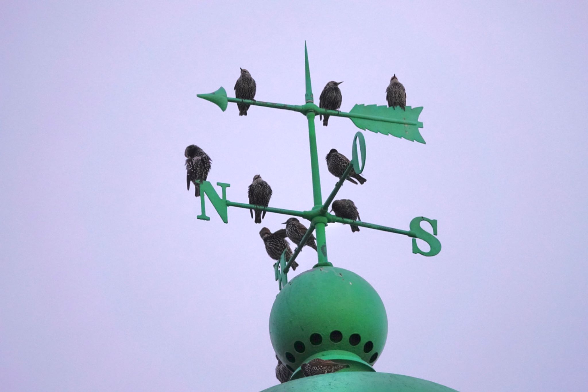 Photo of Common Starling at La Rochelle by のどか
