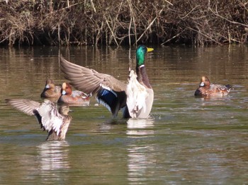 2019年11月10日(日) まつぶし緑の丘公園の野鳥観察記録