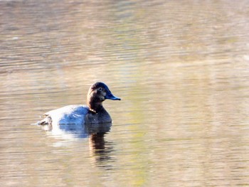 ホシハジロ 行徳野鳥保護区 2019年11月10日(日)