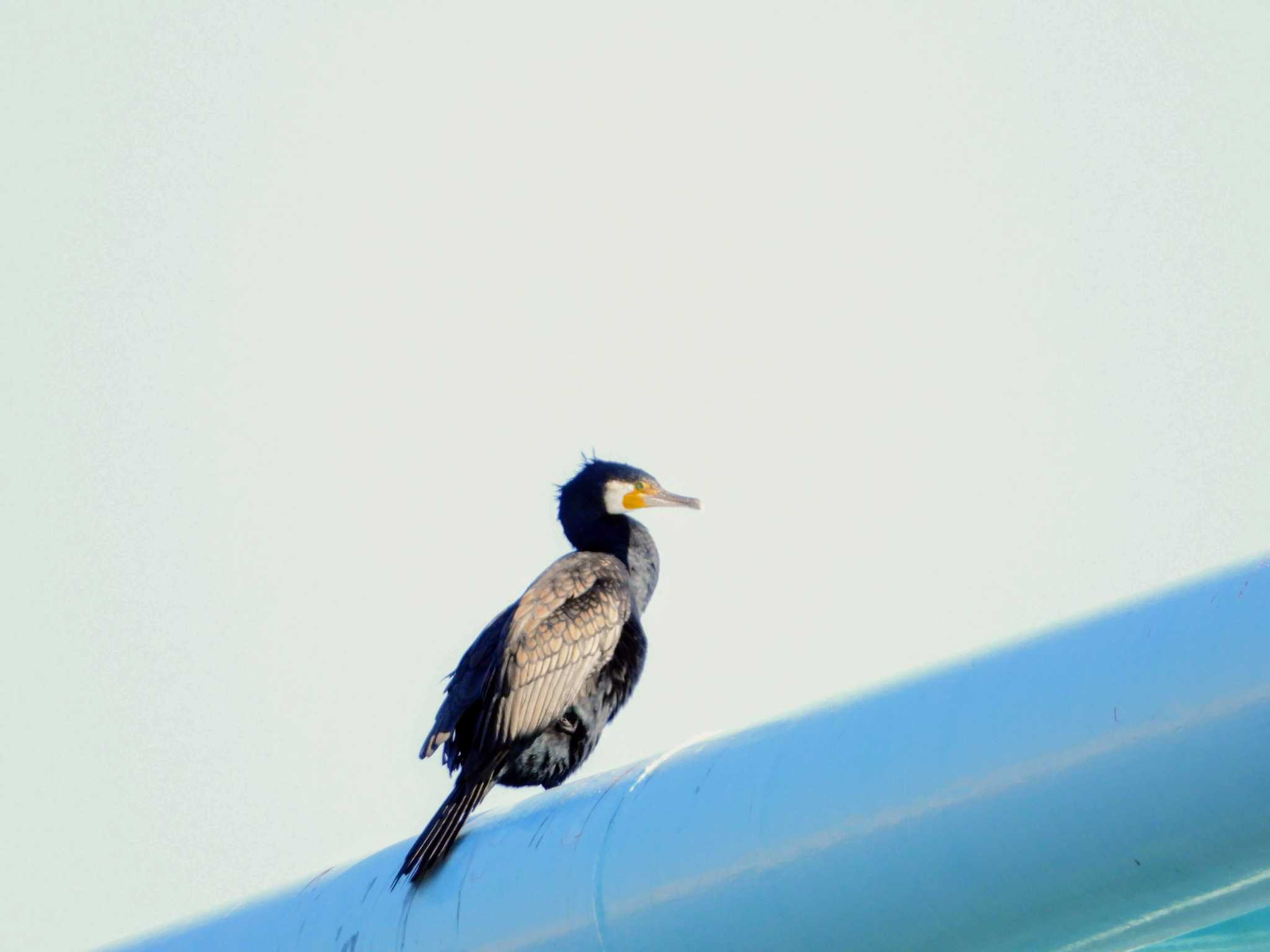 Photo of Great Cormorant at 江戸川 by サジタリウスの眼