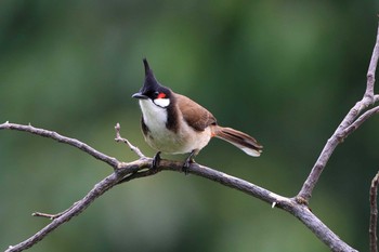 Red-whiskered Bulbul 九龍公園 Fri, 5/3/2019