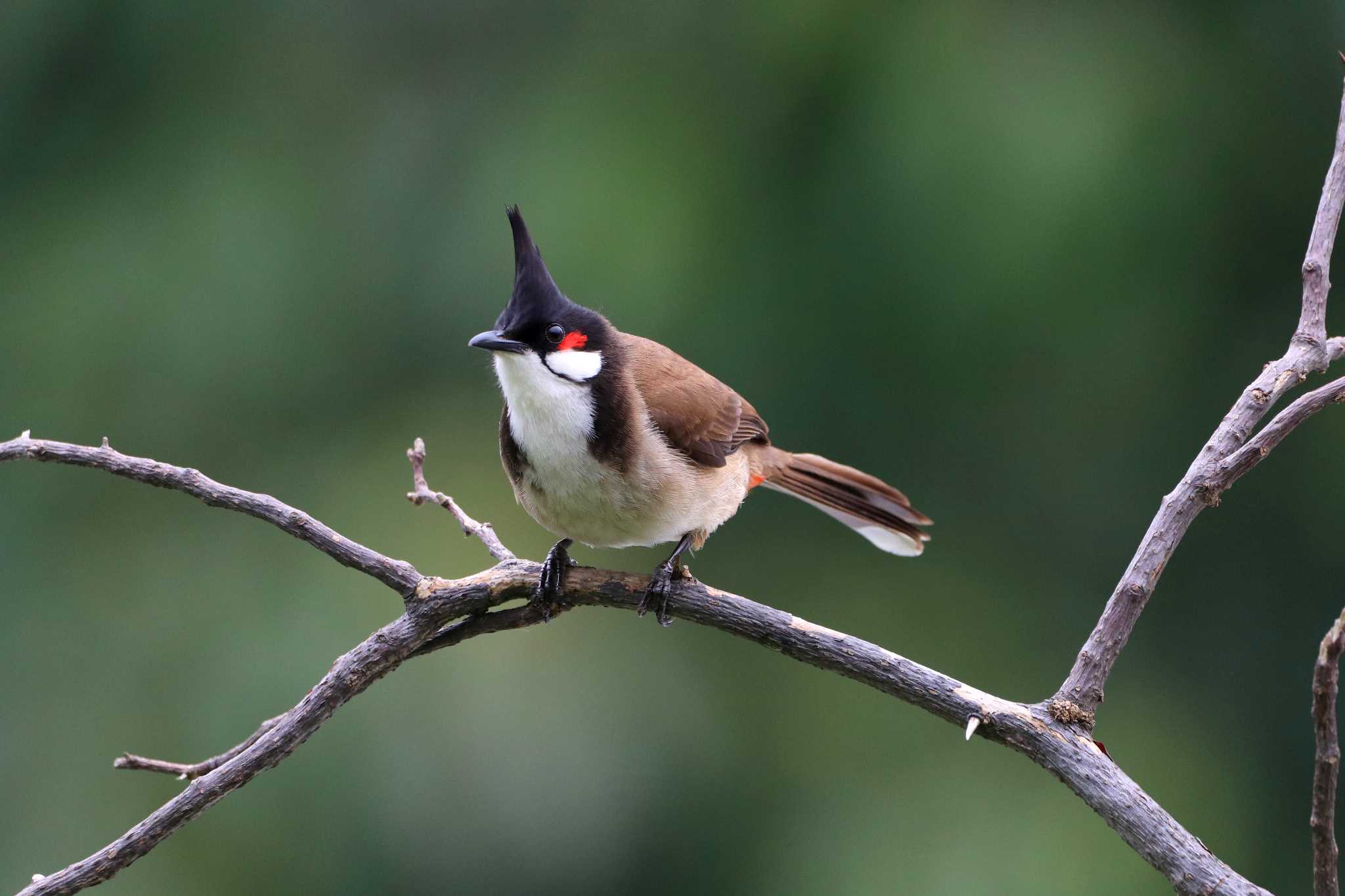 Photo of Red-whiskered Bulbul at 九龍公園 by とみやん