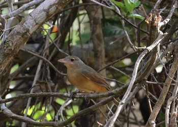 Rufous Shrikethrush