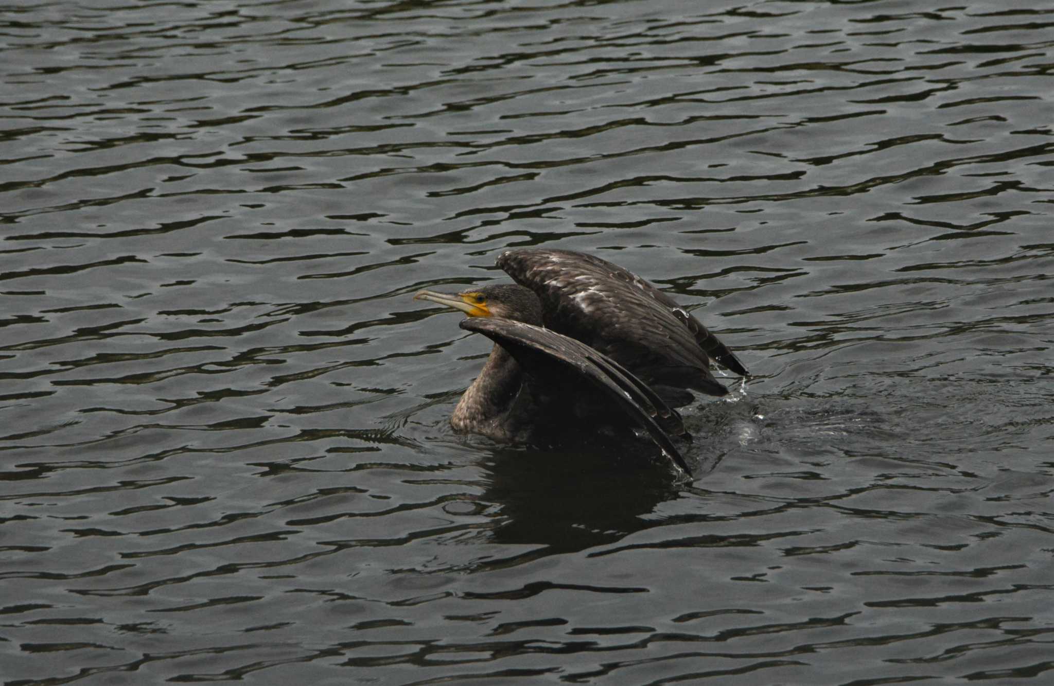 Photo of Great Cormorant at 名護市真喜屋ダム by ashiro0817