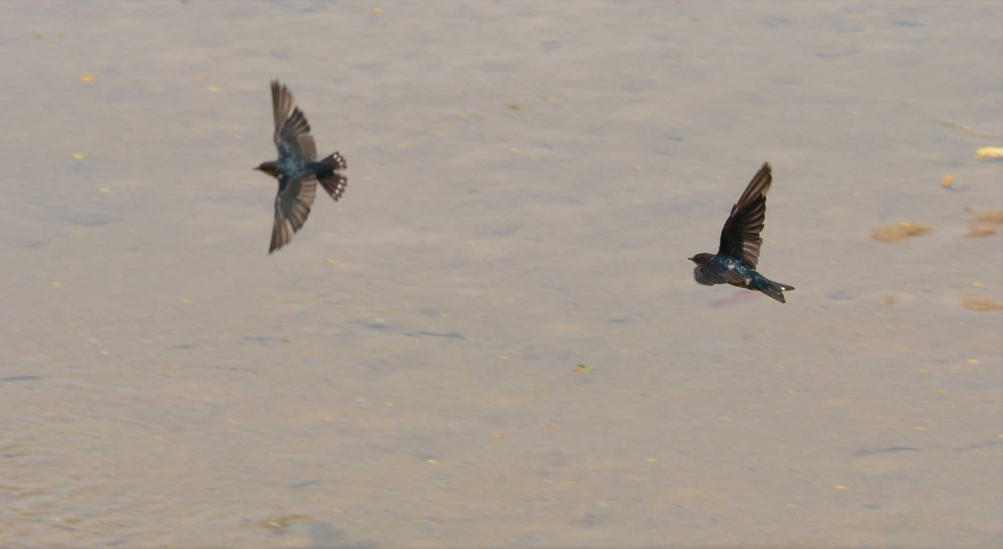 Photo of Pacific Swallow at 金武町億首川 by ashiro0817