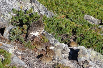 Rock Ptarmigan 北アルプス Mon, 8/6/2018