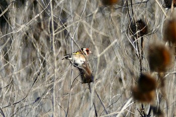 European Goldfinch La Rochelle Mon, 10/21/2019