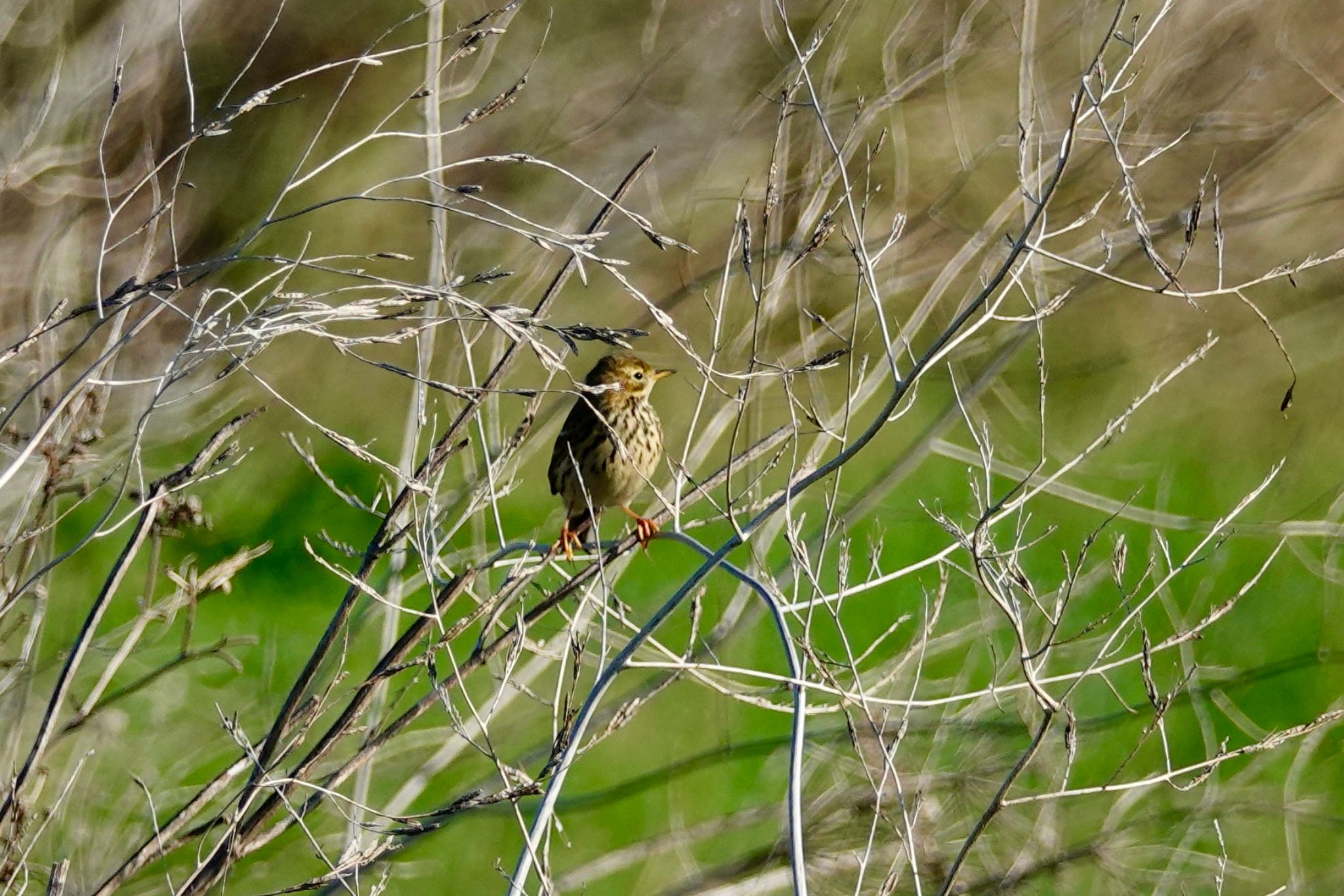 Photo of Meadow Pipit at La Rochelle by のどか