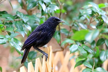 Blue Whistling Thrush 九龍公園 Fri, 5/3/2019