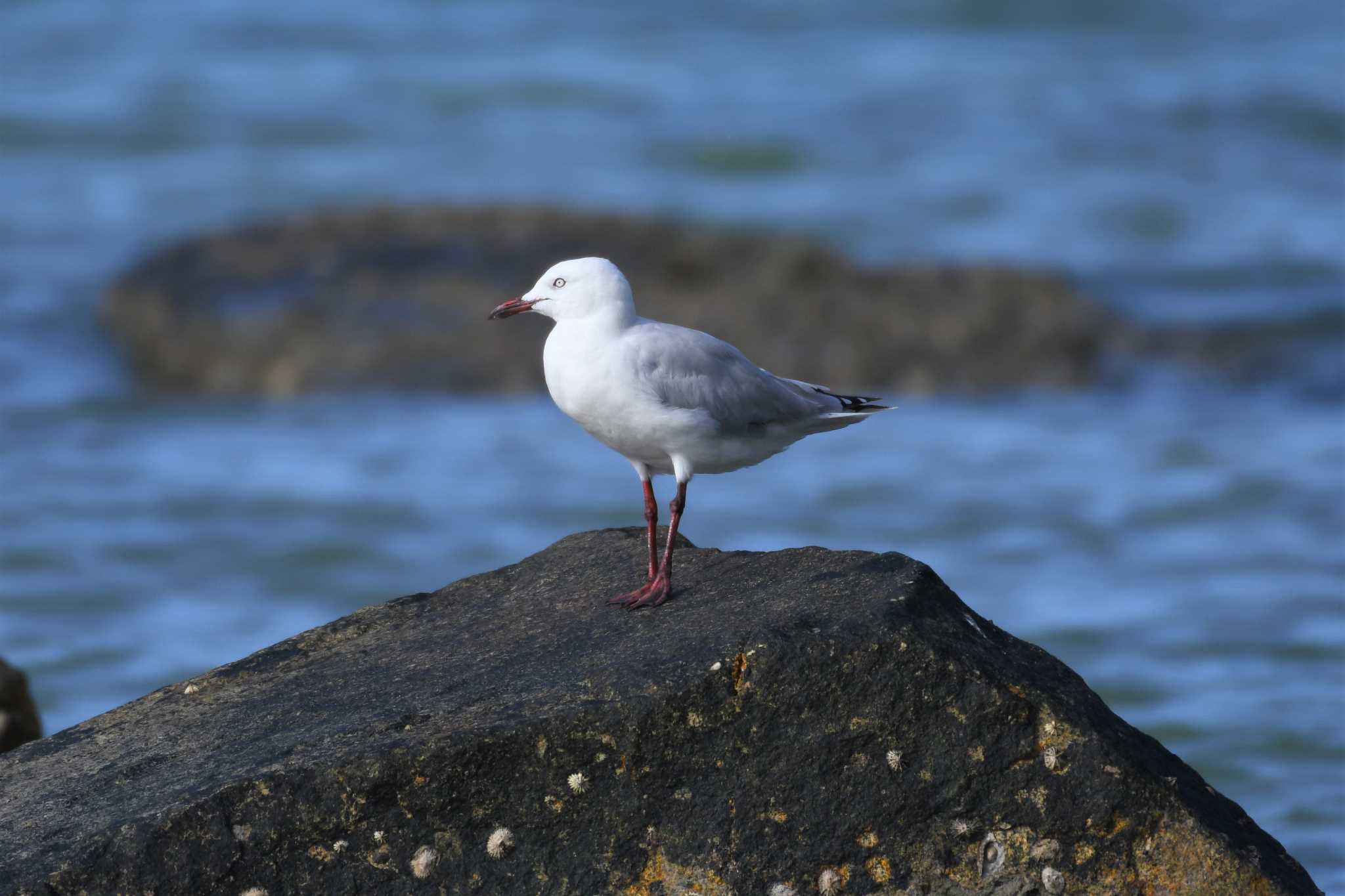 Photo of Silver Gull at オーストラリア,ケアンズ～アイアインレンジ by でみこ