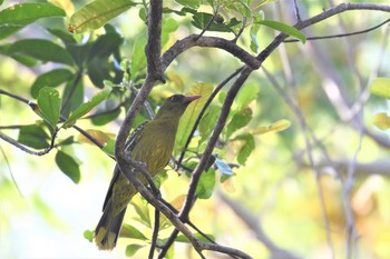 Green Oriole オーストラリア,ケアンズ～アイアインレンジ Tue, 10/15/2019