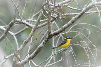 Yellow-breasted Boatbill オーストラリア,ケアンズ～アイアインレンジ Tue, 10/15/2019