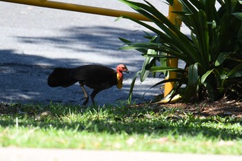 Australian Brushturkey ケアンズ Sat, 10/12/2019