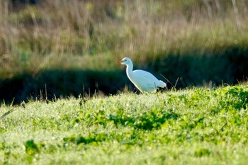 Western Cattle Egret La Rochelle Mon, 10/21/2019