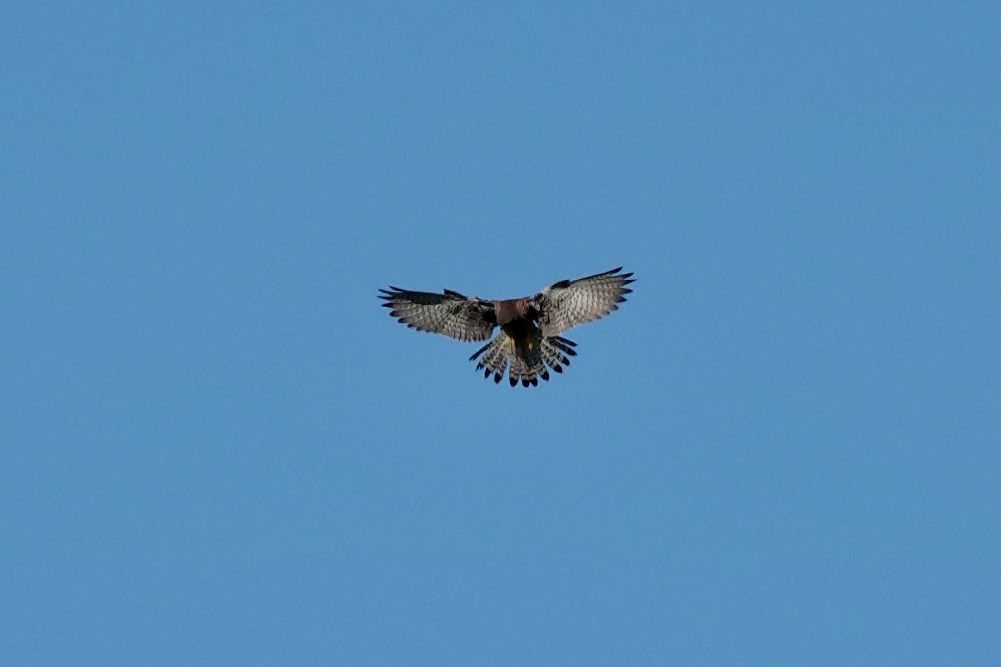 Common Kestrel