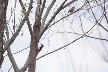 Great Spotted Woodpecker 浮島ヶ原自然公園 Sun, 12/9/2018