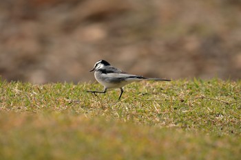 White Wagtail Nara Park Sun, 11/10/2019