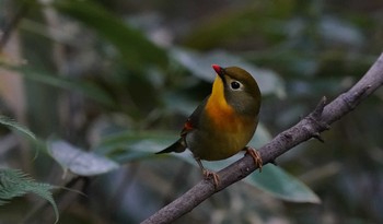 ソウシチョウ 東京都多摩地域 2019年11月12日(火)