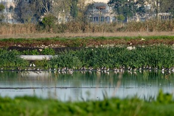 タゲリ La Rochelle 2019年10月21日(月)