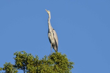 2019年11月9日(土) 加木屋緑地の野鳥観察記録