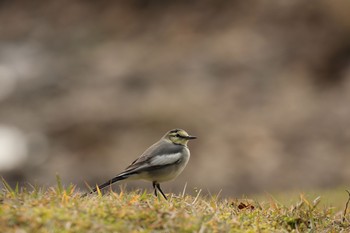 White Wagtail Nara Park Sun, 11/10/2019