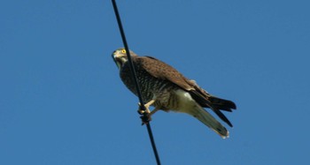 Grey-faced Buzzard うるま市字赤野 Sun, 1/31/2016