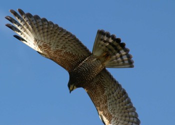 Grey-faced Buzzard うるま市字赤野 Sun, 1/31/2016