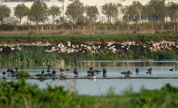 Eurasian Coot La Rochelle Mon, 10/21/2019