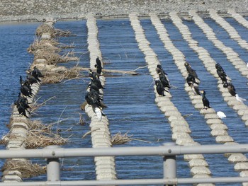 カワウ 多摩川二ヶ領宿河原堰 2019年11月12日(火)