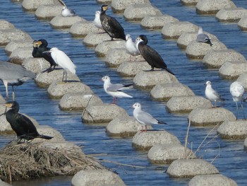 2019年11月12日(火) 多摩川二ヶ領宿河原堰の野鳥観察記録