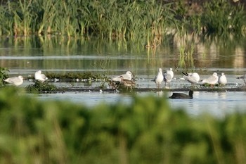 Ruff La Rochelle Mon, 10/21/2019