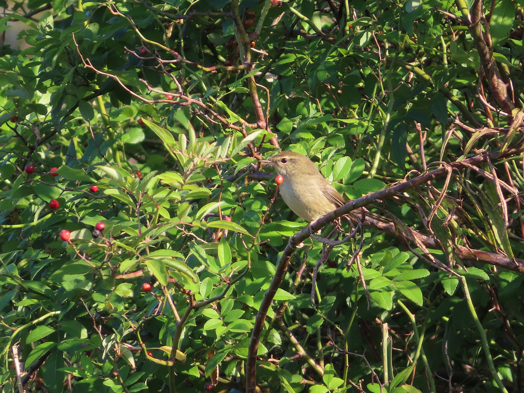 Photo of Japanese Bush Warbler at まつぶし緑の丘公園 by kou