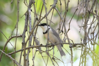 Banded Honeyeater