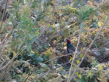 Green Pheasant Teganuma Sat, 11/9/2019