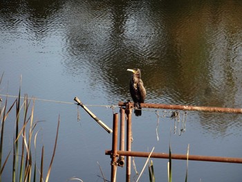 Great Cormorant Teganuma Sat, 11/9/2019