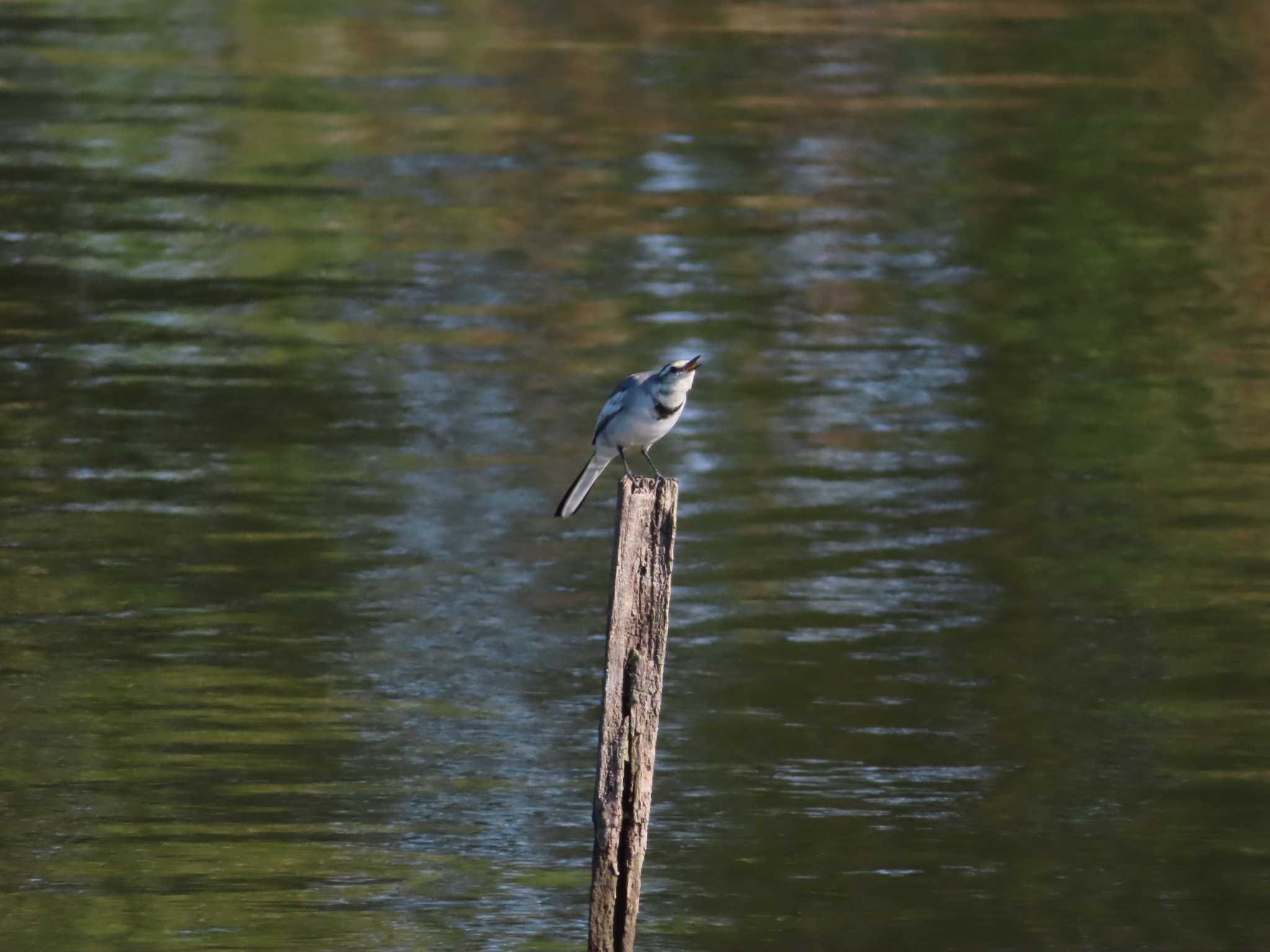 まつぶし緑の丘公園 ハクセキレイの写真 by kou