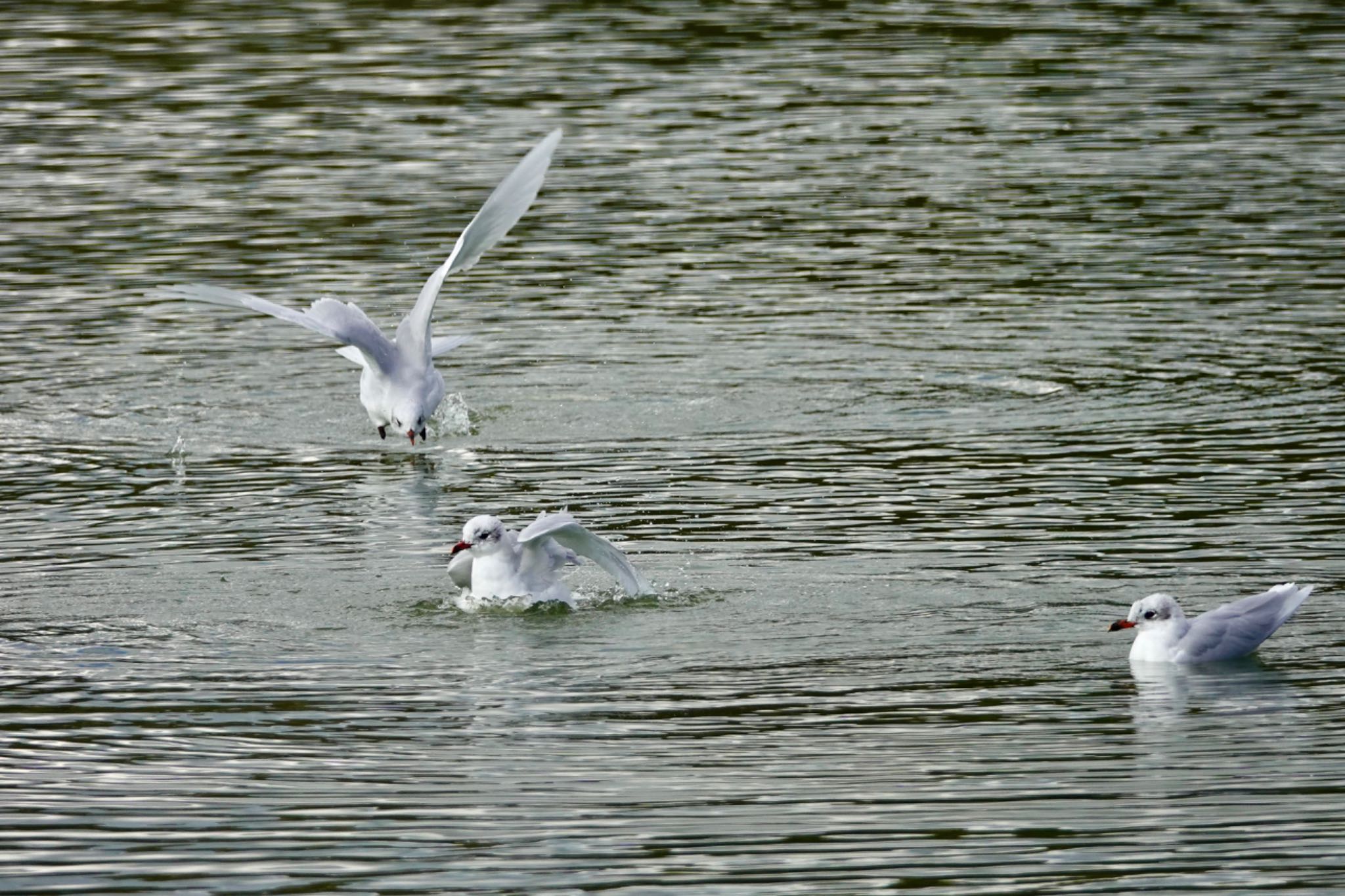 Mediterranean Gull