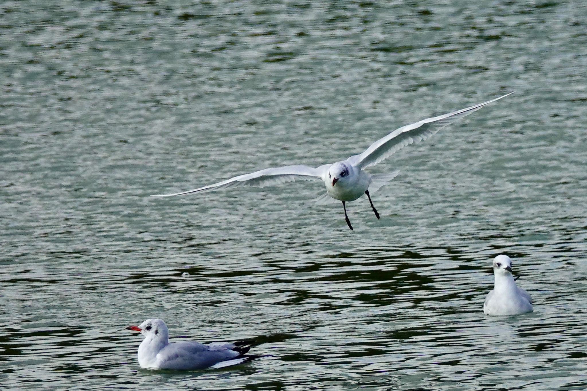 Mediterranean Gull