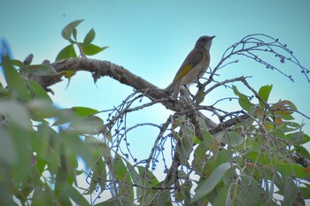 Rufous-banded Honeyeater