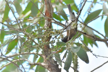 Rufous-banded Honeyeater オーストラリア,ケアンズ～アイアインレンジ Mon, 10/14/2019