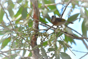 Rufous-banded Honeyeater オーストラリア,ケアンズ～アイアインレンジ Mon, 10/14/2019