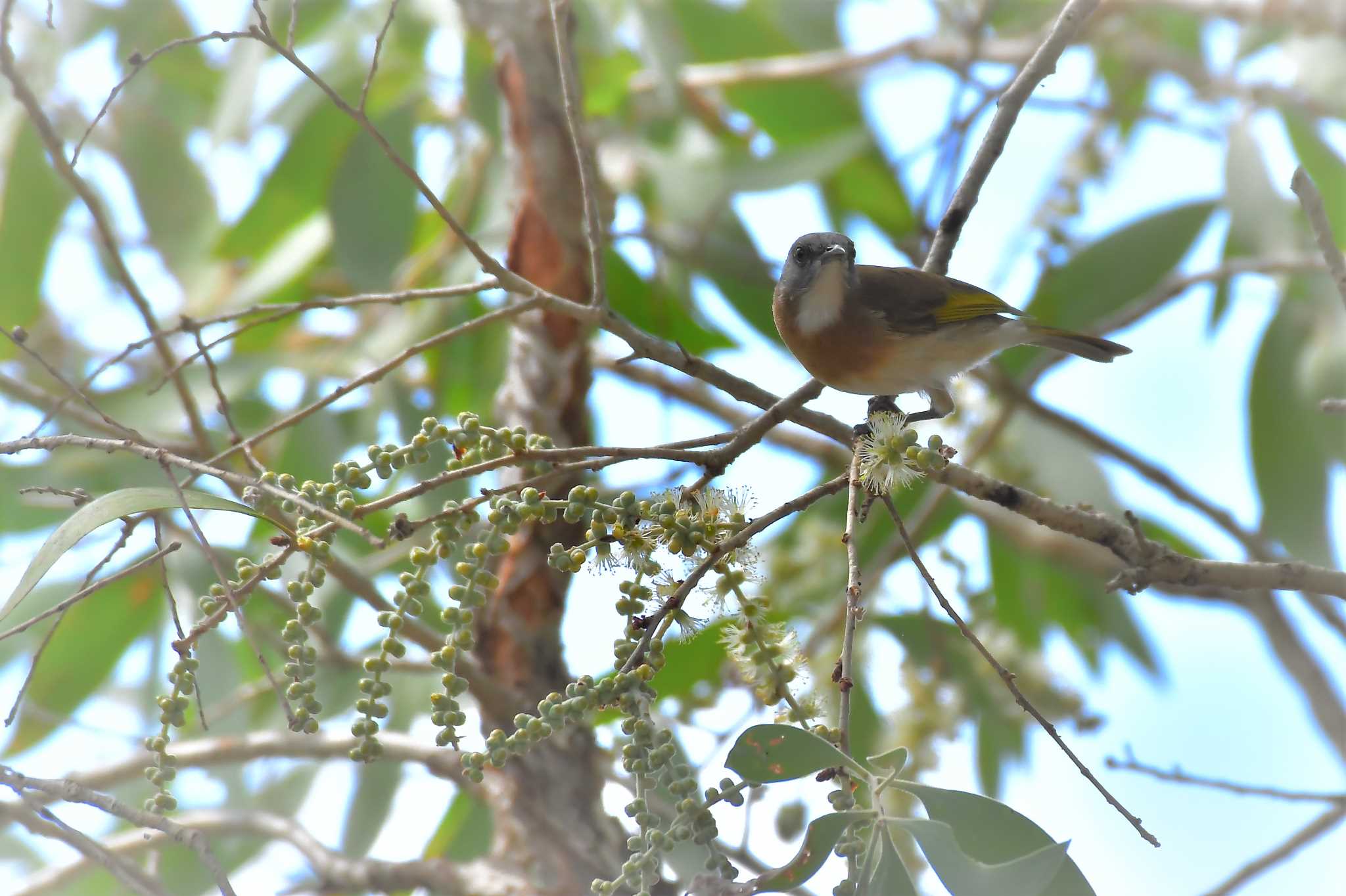 Rufous-banded Honeyeater