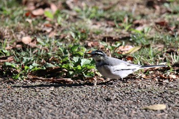 セキレイ 三木山森林公園 2019年11月10日(日)