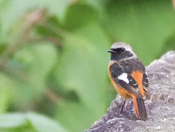 Daurian Redstart 名古屋市 Sun, 10/27/2019