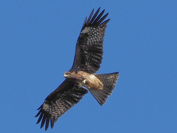 Black Kite 瑞浪市 Mon, 11/4/2019