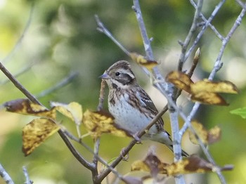 Rustic Bunting 瑞浪市 Sun, 11/10/2019