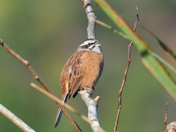 Meadow Bunting 瑞浪市 Sun, 11/10/2019