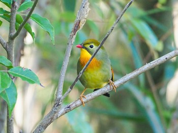 Red-billed Leiothrix 瑞浪市 Mon, 11/4/2019