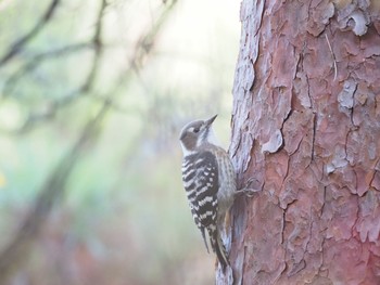 Japanese Pygmy Woodpecker 瑞浪市 Sun, 11/10/2019